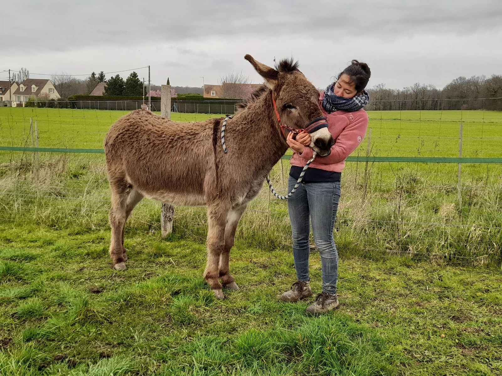 Ostéopathie pour âne et autres animaux en Normandie