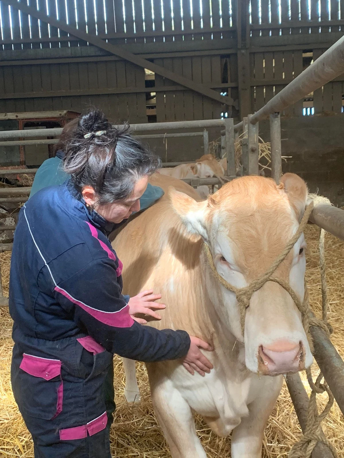 Ostéopathie pour animaux de ferme : bovins, ovins, caprins en Normandie