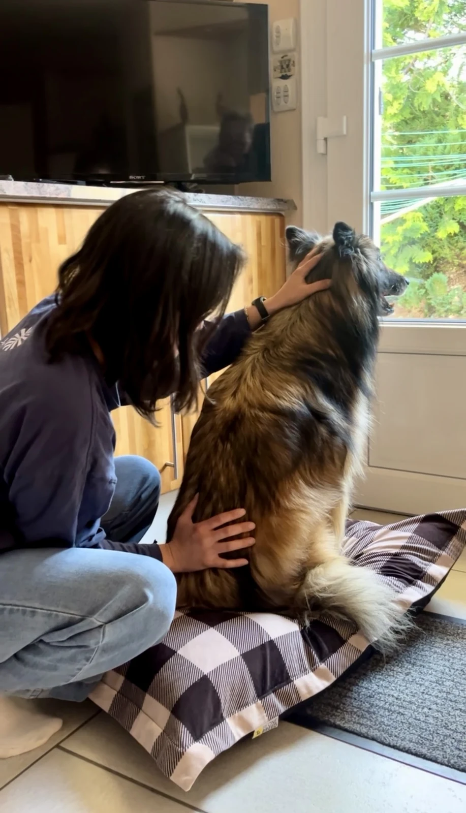 Bien-être du chien par ostéopathie animale