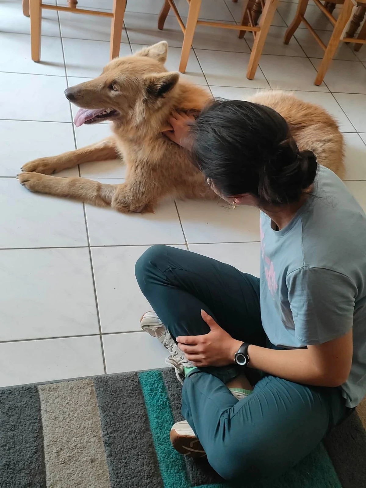 Consultation ostéopathique pour chien en Normandie