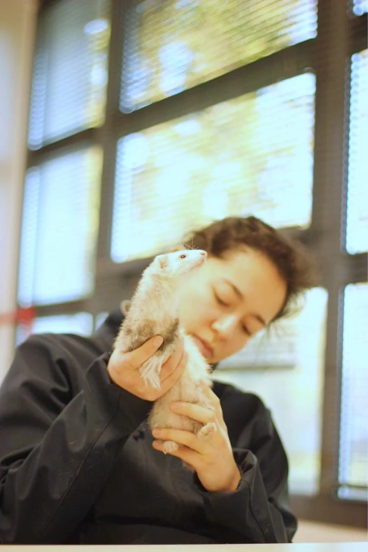 Ostéopathie pour NAC : lapin, furet, cochon d'inde en Normandie