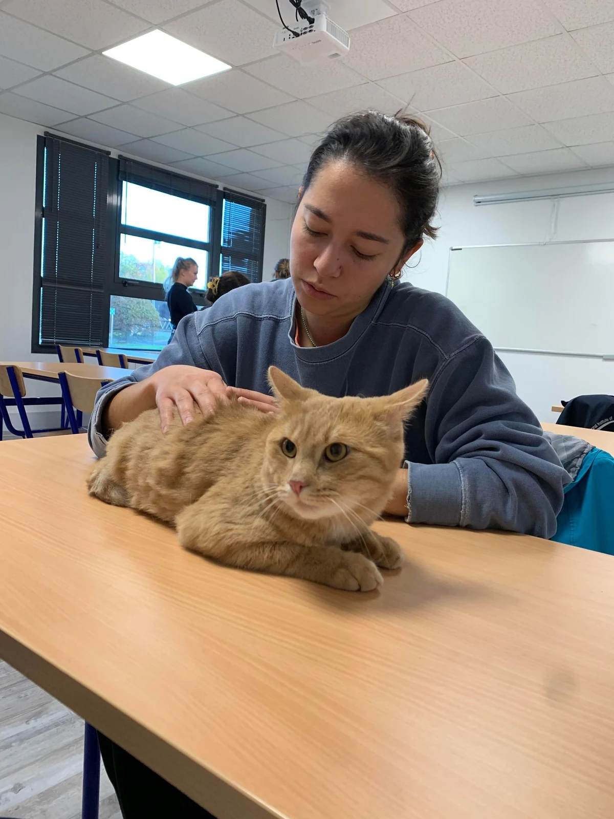 Ostéopathie pour chat à domicile en Normandie
