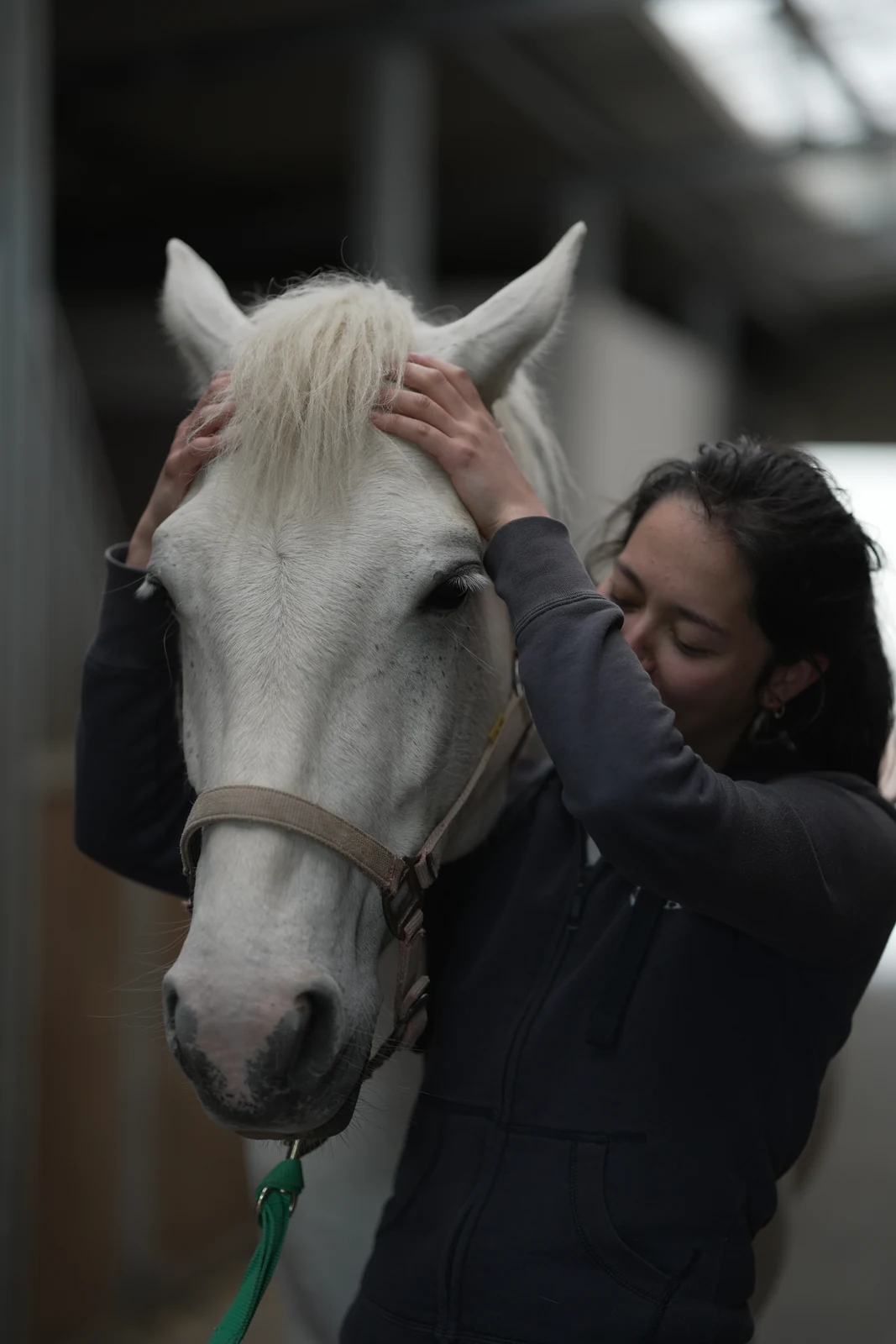 Soin ostéopathique d'un cheval à domicile