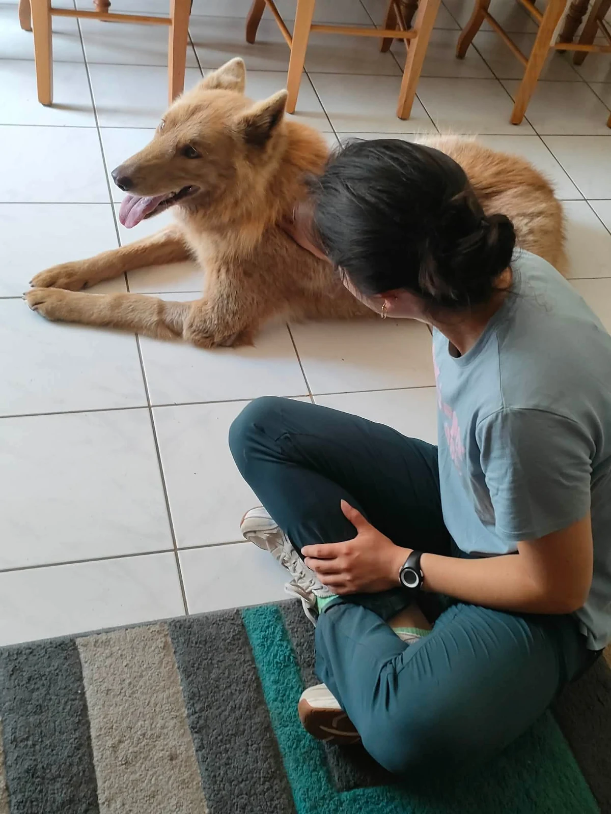 Amélioration de la mobilité du chien par ostéopathie
