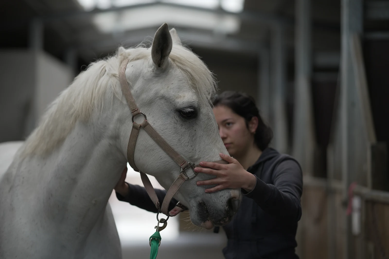Ostéopathie équine à Rouen et en Normandie