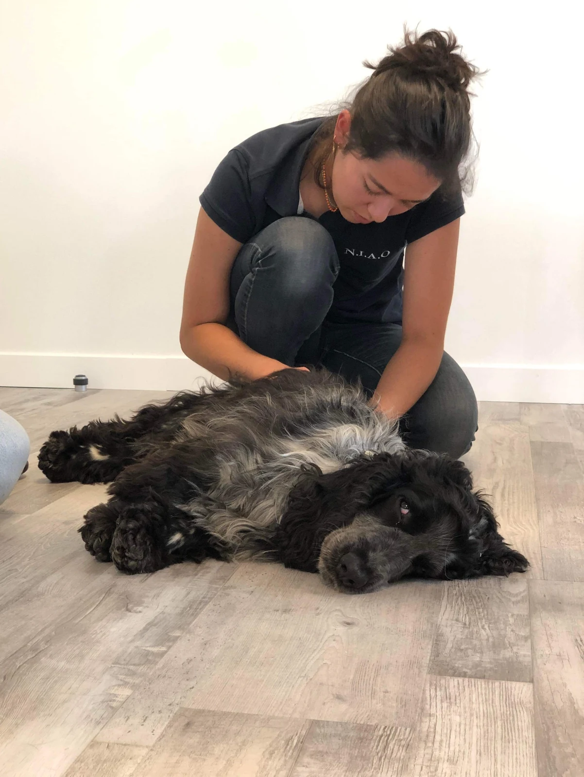 Séance d'ostéopathie canine à domicile en Normandie