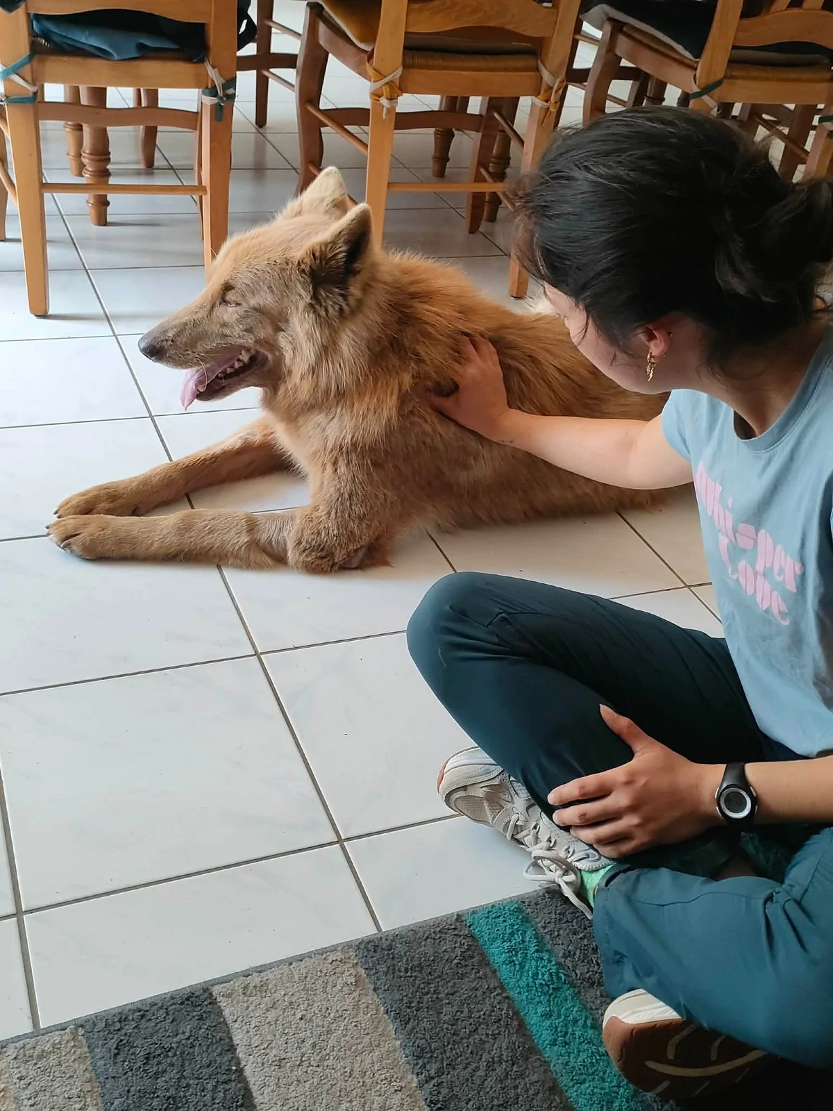 Yuko Thibaut lors d'une séance d'ostéopathie canine